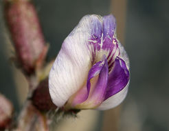 Image of Funeral Mountain milkvetch