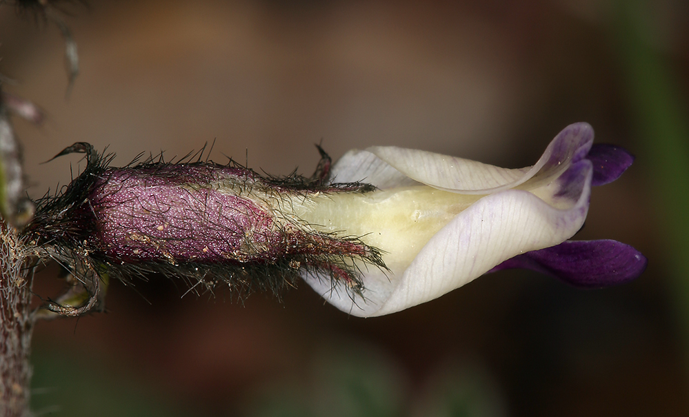 Image of Funeral Mountain milkvetch