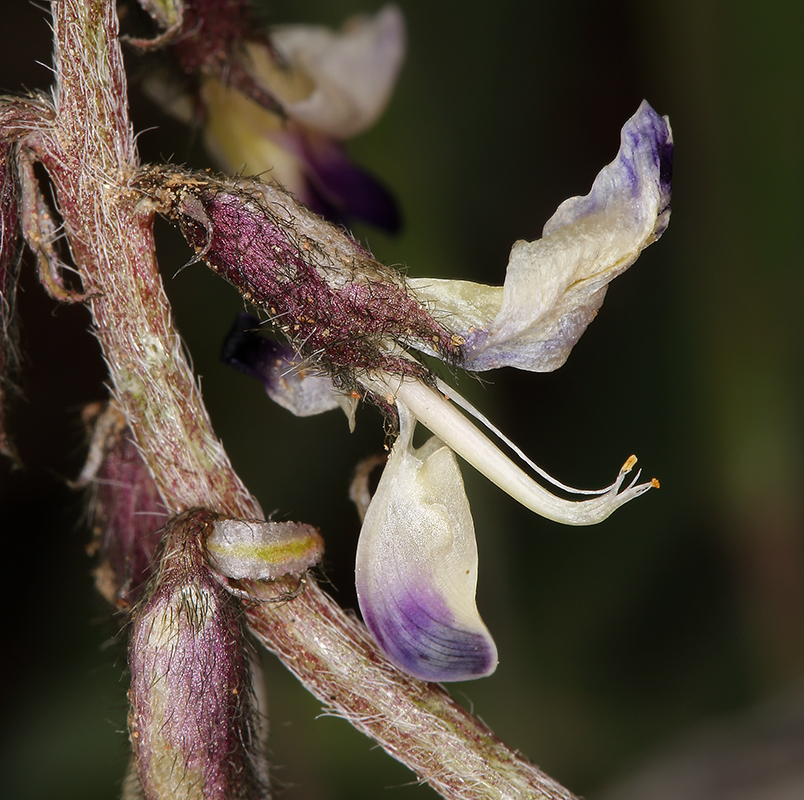 Image of Funeral Mountain milkvetch