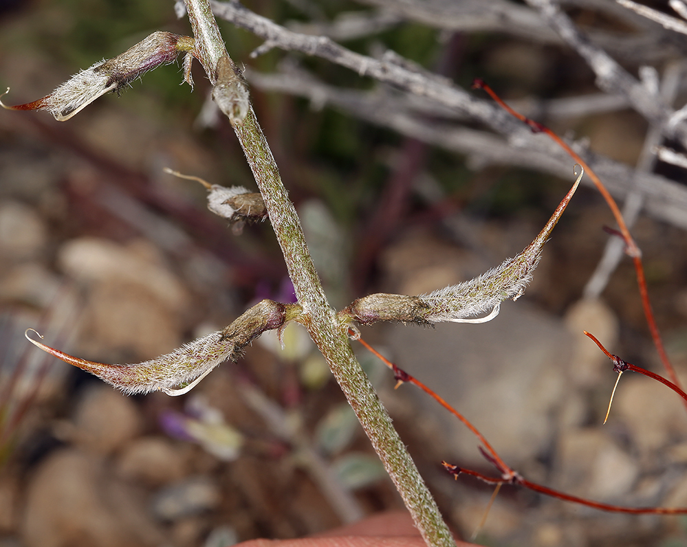 Image of Funeral Mountain milkvetch