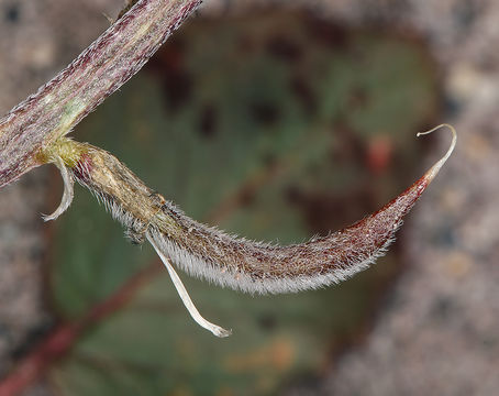 Image of Funeral Mountain milkvetch