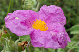 Image of Cistus creticus L.