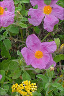 Image of Cistus creticus L.