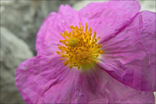 Image of Cistus creticus L.