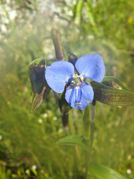 Imagem de Commelina tuberosa L.