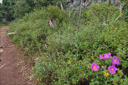 Image of Cistus creticus L.