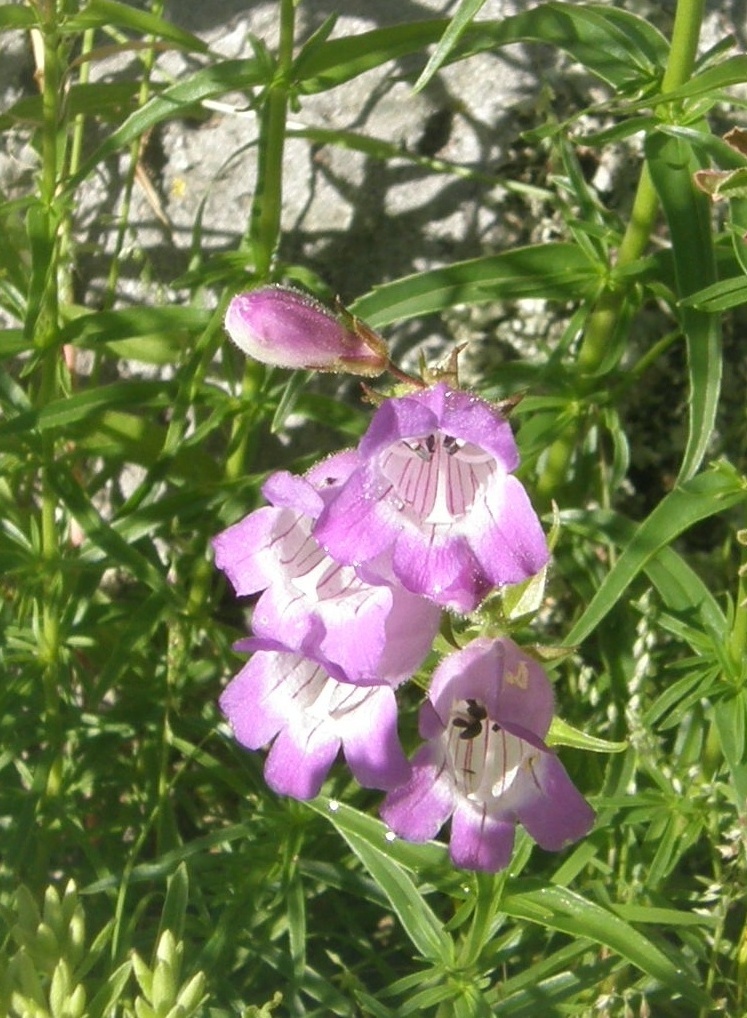 Image of bellflower beardtongue