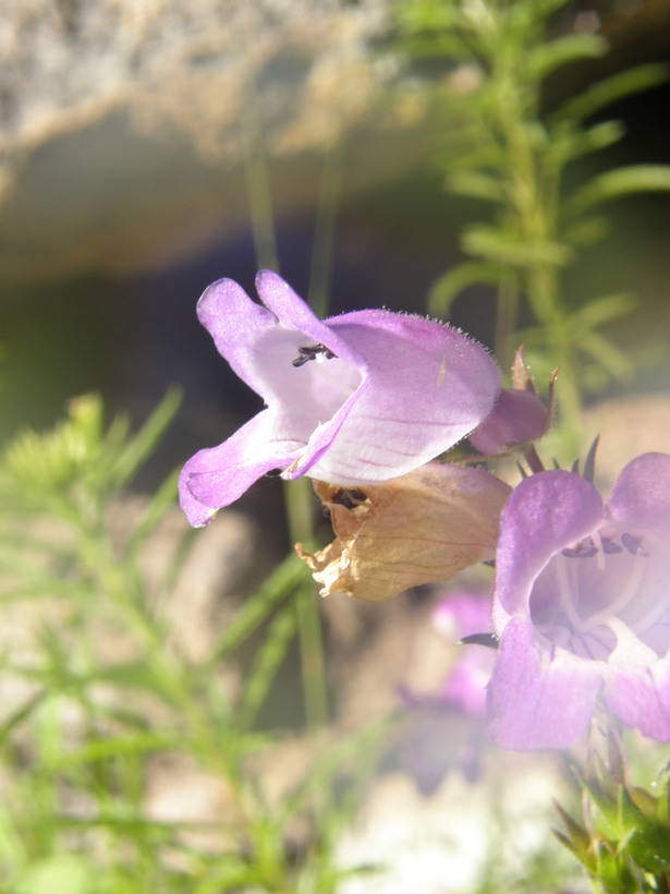 Image of bellflower beardtongue