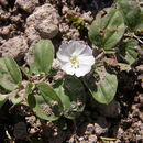 Image of <i>Evolvulus rotundifolius</i>