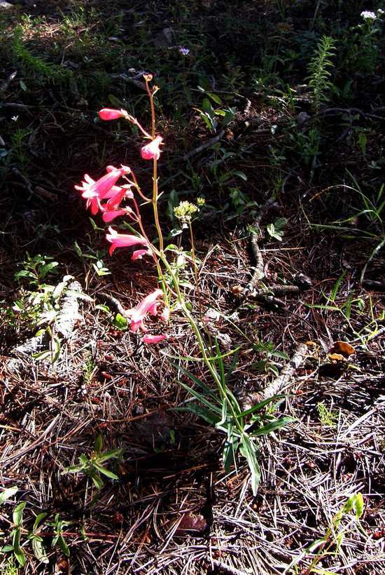 Слика од Penstemon miniatus var. townsendianus (Straw) C. C. Freeman