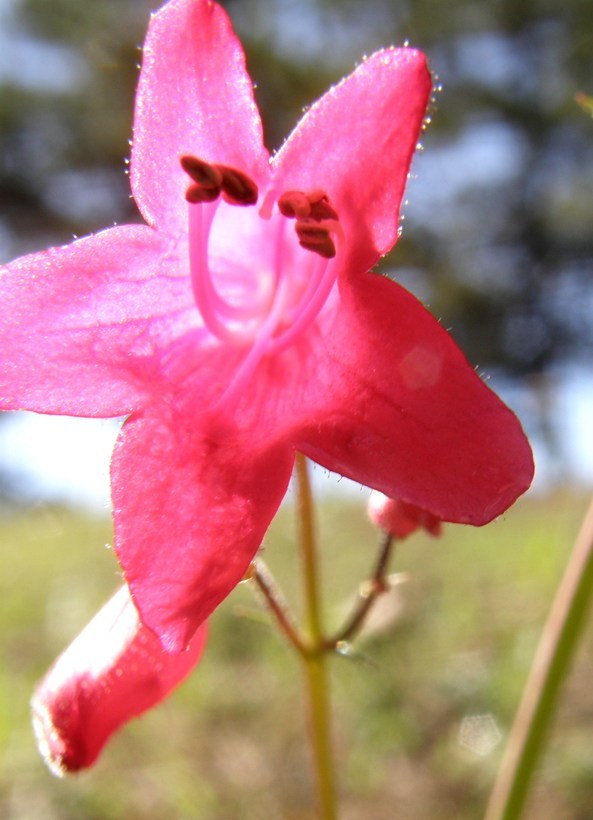 Слика од Penstemon miniatus var. townsendianus (Straw) C. C. Freeman