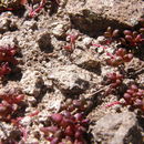 Imagem de Sedum vinicolor S. Wats.