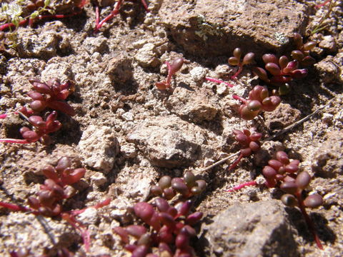 Image of Sedum vinicolor S. Wats.