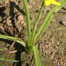 Image of Mexican yellow star-grass