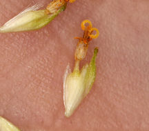 Image of brittlebush