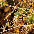 Image of desert dodder