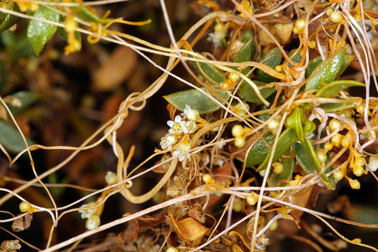 Image of desert dodder