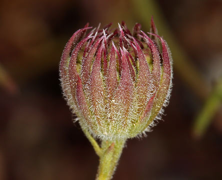 Image of pincushion flower