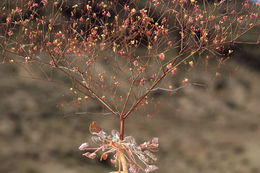 Слика од Eriogonum thomasii Torr.