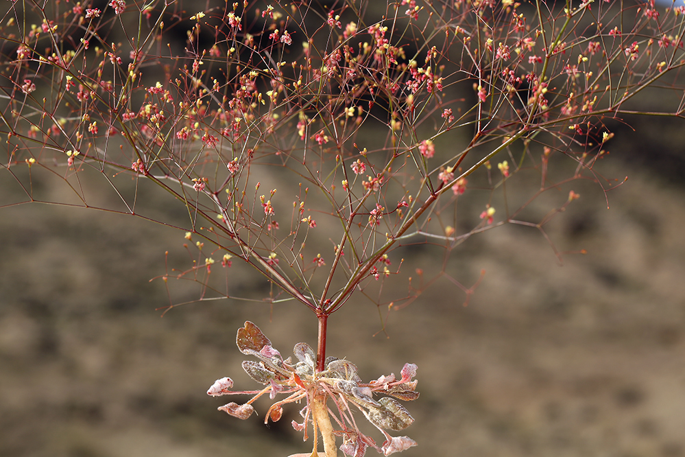 Image of Thomas' buckwheat