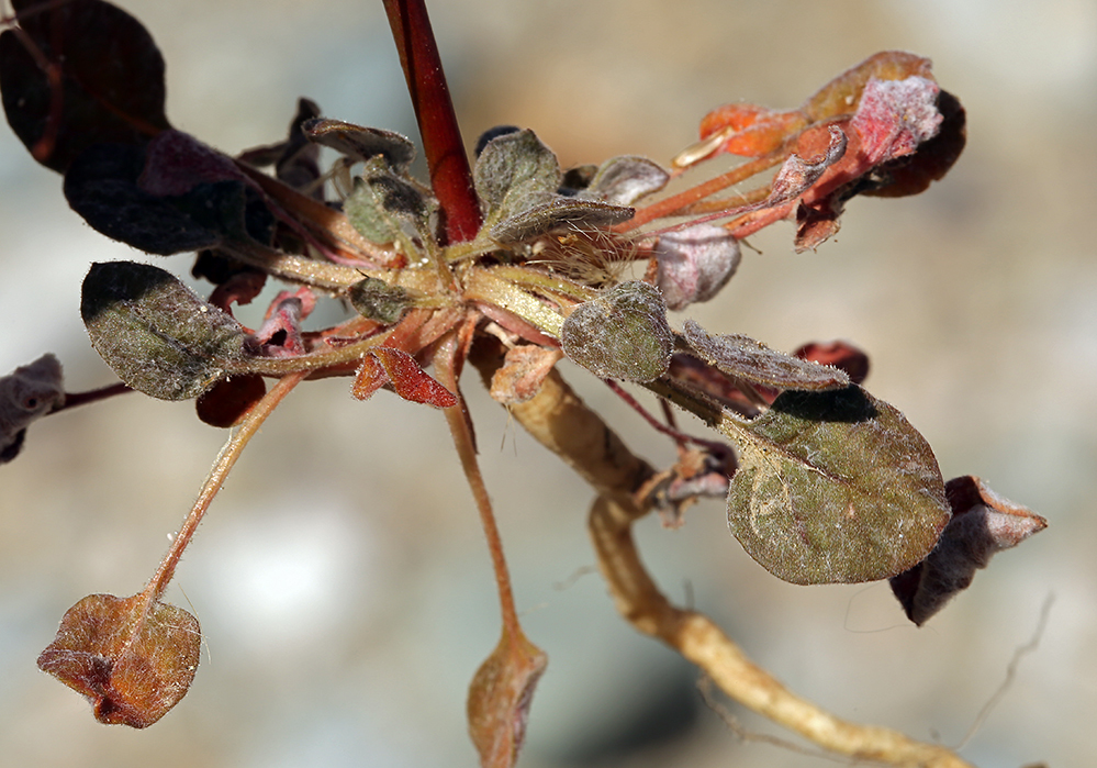 Image of Thomas' buckwheat