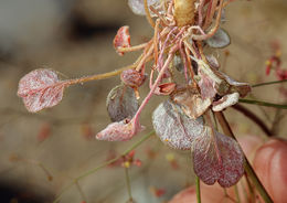 Image of Thomas' buckwheat