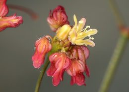 Image of Thomas' buckwheat