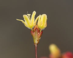 Слика од Eriogonum thomasii Torr.