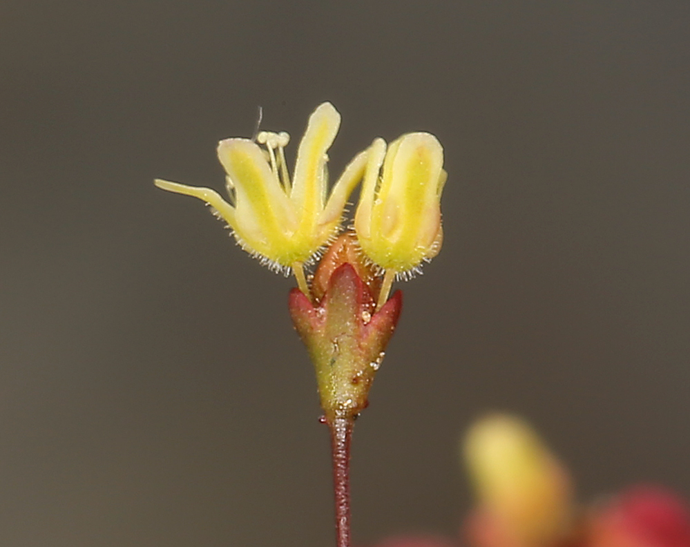 Image of Thomas' buckwheat