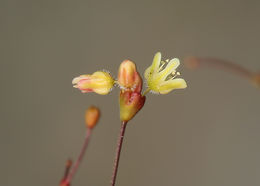 Image of Thomas' buckwheat