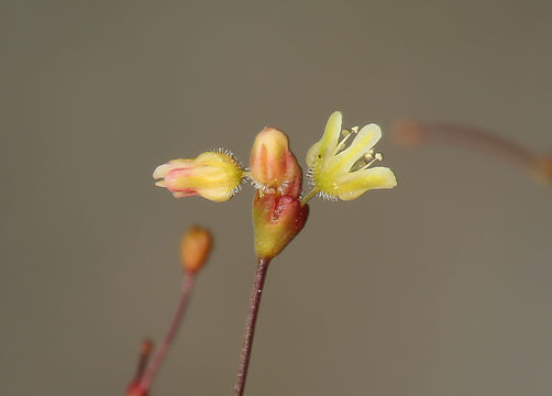 Слика од Eriogonum thomasii Torr.