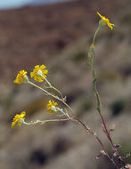 Image of beautiful woolly sunflower