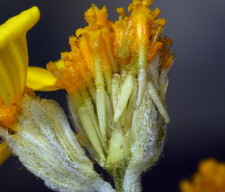 Image of beautiful woolly sunflower