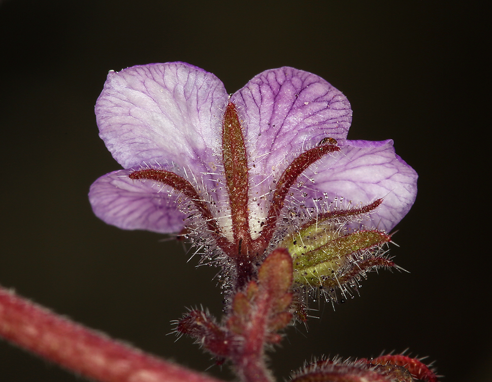 Phacelia distans Benth.的圖片