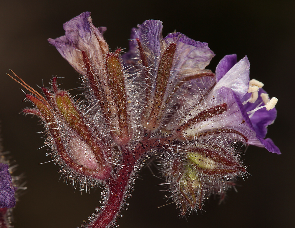 Phacelia distans Benth.的圖片