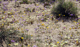 Image of showy gilia