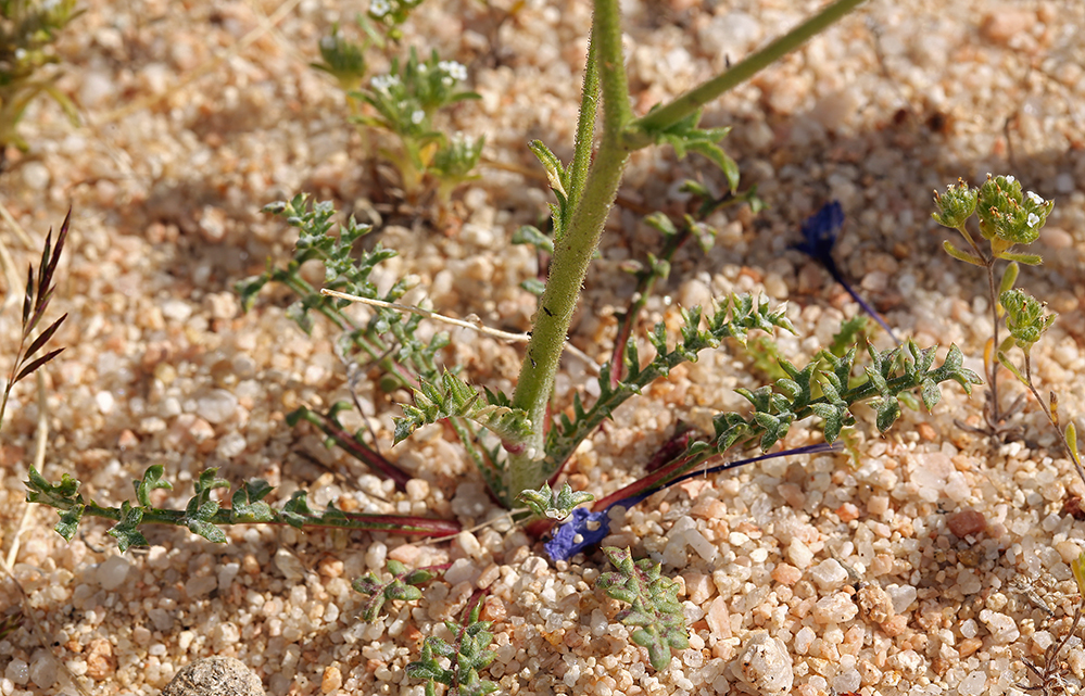 Image of showy gilia