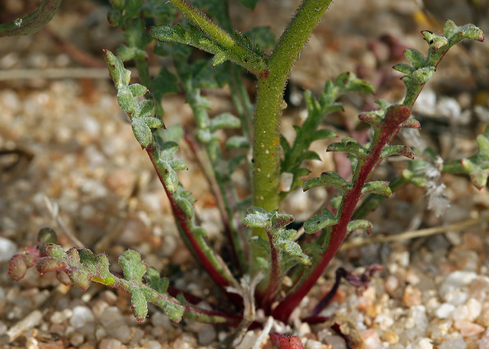 Image of showy gilia