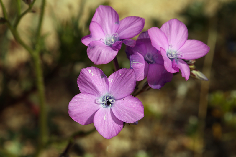 Image of showy gilia