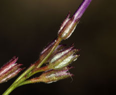 Image of showy gilia