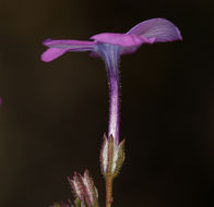 Image of showy gilia