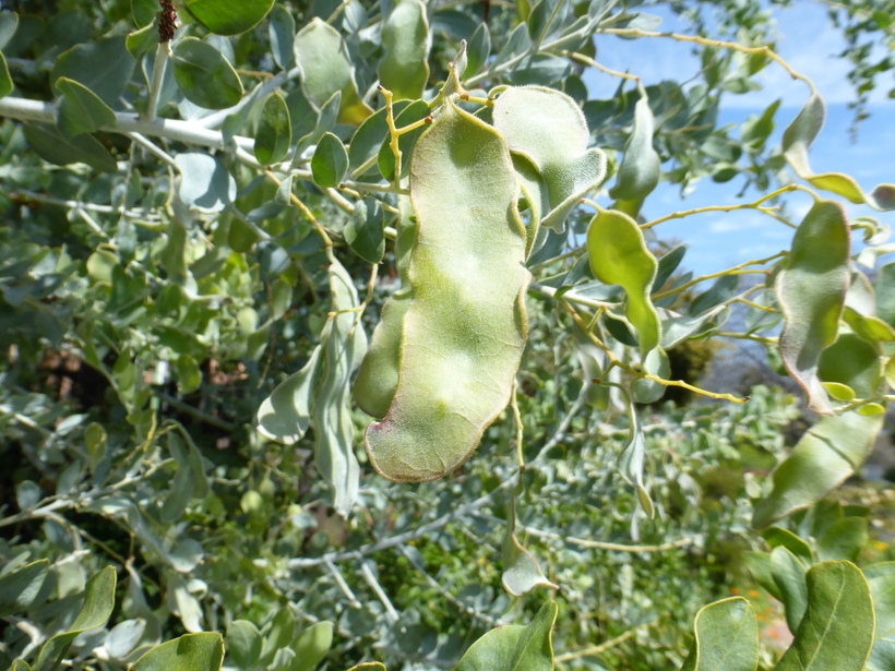 Plancia ëd Acacia podalyriifolia A. Cunn. ex G. Don