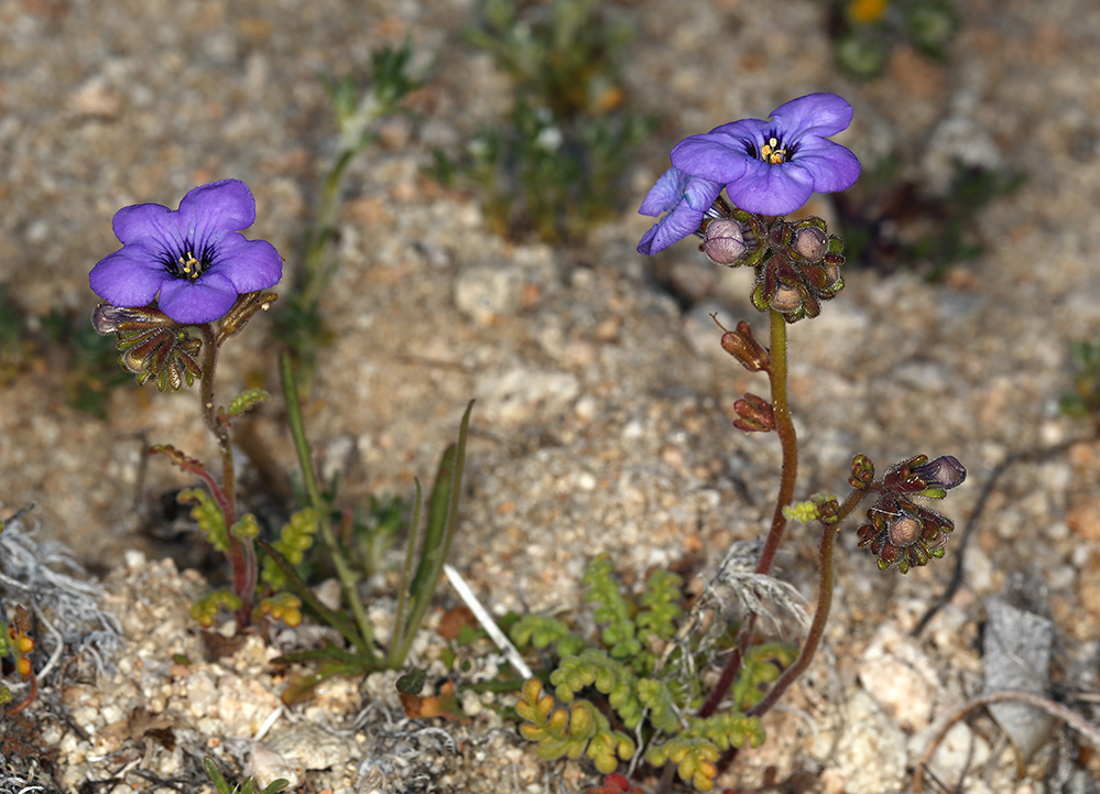 Image of Fremont's phacelia