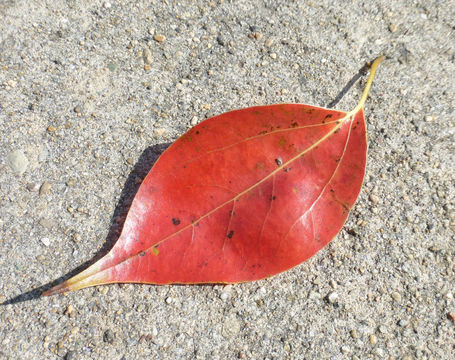 Image of Camphor laurel