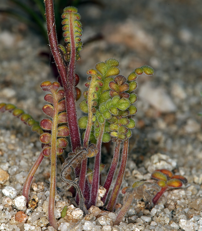 Image of Fremont's phacelia