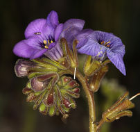 Image of Fremont's phacelia