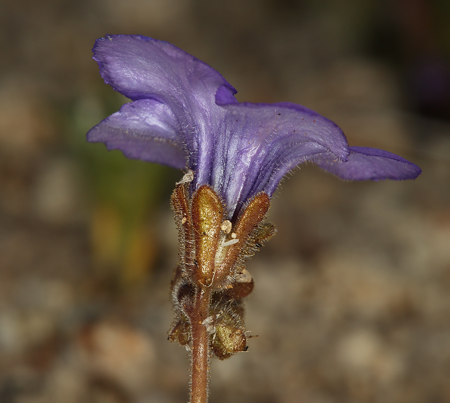 Image of Fremont's phacelia