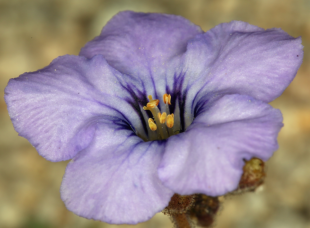 Image of Fremont's phacelia