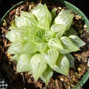 Haworthia retusa (L.) Duval resmi