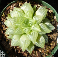 Haworthia retusa (L.) Duval resmi